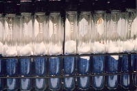 Sterilize silica gel filled screw cap tubes with cotton plug